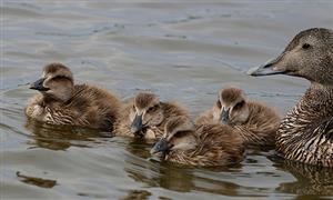 How to Spy in Someones Iphone